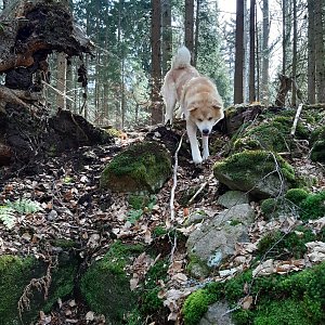Šumava