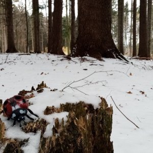 Jiřina na vrcholu Bukovina V (24.11.2024 11:44)