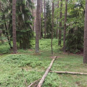 Mykas on the summit of Horka (26.5.2025 14:13)