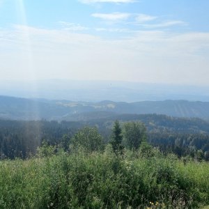 Aralk on the summit of Plešivec (28.6.2024 10:01)