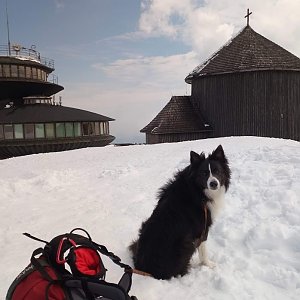 Dolfa na vrcholu Sněžka (20.4.2021 11:30)