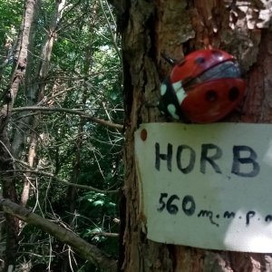 Jiřina on the summit of Horb (24.6.2025 10:31)
