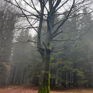 Mertelici na tripu na vrcholu Břímovka (16.11.2025 14:24)