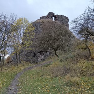 Panda toulavá on the summit of Košťál (27.10.2025 6:29)