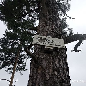 Juditka na vrcholu Přivýšina (17.4.2021)
