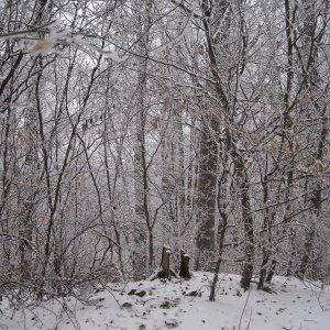 ZdenkaV on the summit of Tříslový J2 (31.1.2026 10:26)