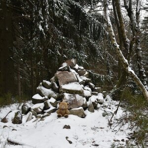 medvěd cestovate na vrcholu Radeč (16.1.2024 14:22)