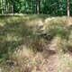 Mykas na vrcholu Tisový vrch (27.8.2024)