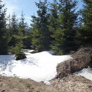 Nojby na vrcholu Loučná (22.4.2021 11:41)