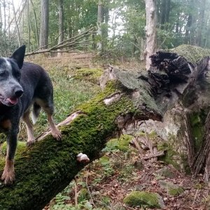 Jiřina na vrcholu Hrádky (7.10.2025 12:30)