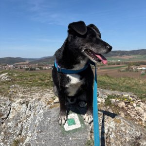 Baruš on the summit of Malhostovická pecka (18.4.2026 15:42)