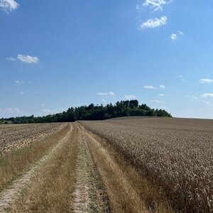 Betička na vrcholu Břístevská hůra (21.7.2024 16:35)