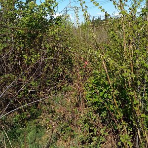 Win Dous na vrcholu Hůra u Trojačky (26.4.2020 9:18)