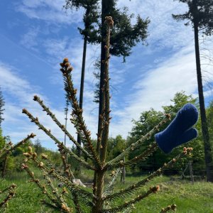 Mertelici na tripu na vrcholu Bučina (10.5.2025 11:50)