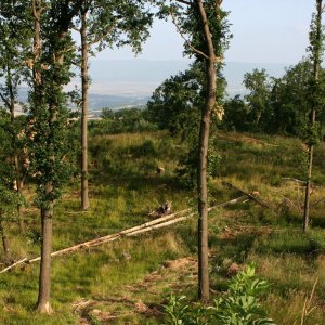 Bouřka on the summit of Kozí hřbet (3.7.2023 7:32)