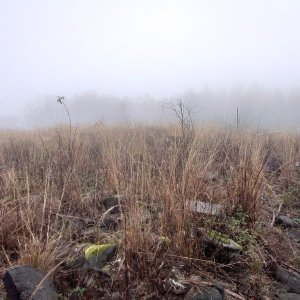 Nojby on the summit of Kozí hřbet (14.11.2024 8:54)