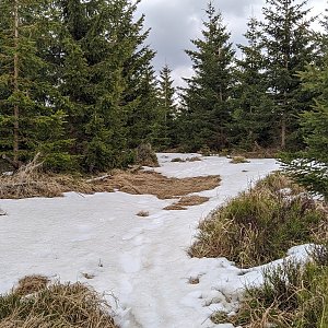 Bluďačky na vrcholu Ucháč (11.4.2021 15:00)