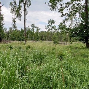 Nojby na vrcholu Bukový vrch (15.6.2023 10:35)