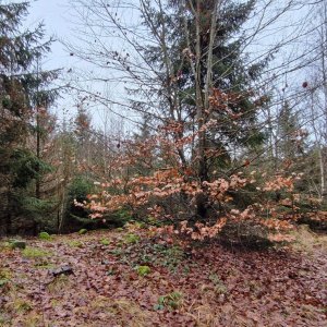 Holi on the summit of Břízkovec (7.12.2024 13:43)