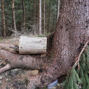 Šárka na vrcholu Okrouhlice (25.2.2024 14:28)