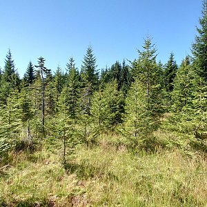 Nojby na vrcholu Tetřeví hora (9.9.2021 11:23)