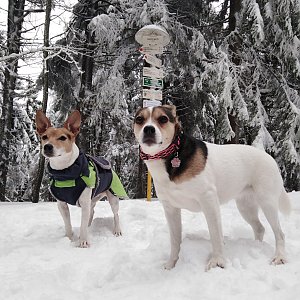 Jack Russel Tourrier na vrcholu Čertův mlýn (14.2.2020 13:55)