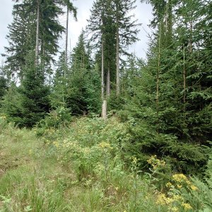 Nojby na vrcholu Buckerberg (3.8.2025 14:11)