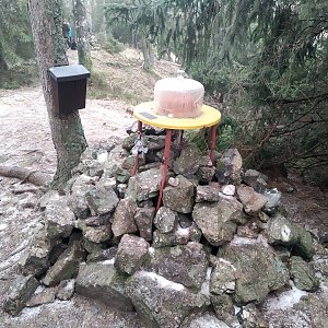 Badger na vrcholu Bábovka (7.2.2021 14:15)