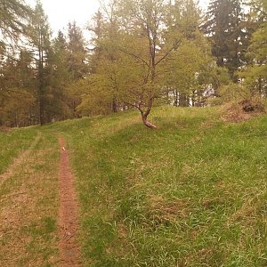 Dolfa na vrcholu Bukový kopec (15.5.2020 12:12)