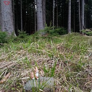 Jiřina na vrcholu Klín (1.5.2022 13:25)