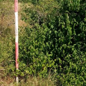 Jiřina na vrcholu Pažica (2.7.2026 13:30)