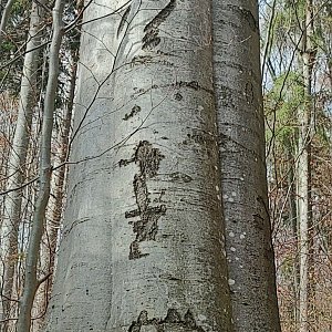Daflenka na vrcholu Řehucí (2.11.2022 10:19)