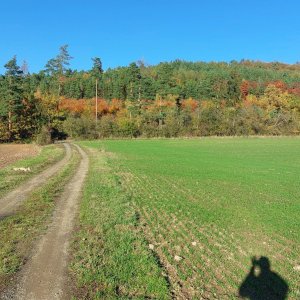 Mykas na vrcholu Radlice (28.10.2024 15:20)
