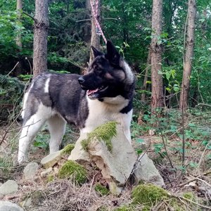 Jiřina na vrcholu Zlechovský vrch (4.5.2024 18:27)