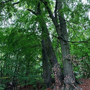 Džbán