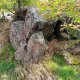 Tor on peak Kleiner Berg (19.9.2025)