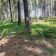 Mykas na vrcholu Homole
