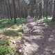 Mykas na vrcholu Homole