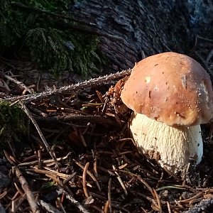 Jiřina na vrcholu Demänovská Kykula (10.9.2022 15:46)