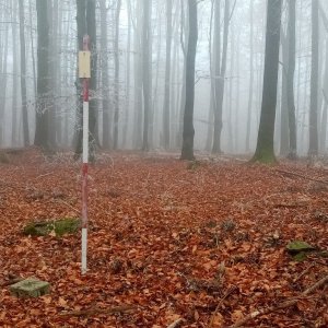 Jiřina na vrcholu Bukový vrch (12.11.2024 11:32)