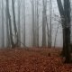 Jiřina na vrcholu Bukový vrch (12.11.2024)