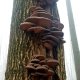 Jiřina na vrcholu Bukový vrch (12.11.2024)