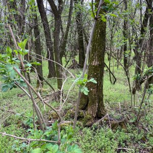 Radka D na vrcholu Radošov (4.4.2026 10:13)