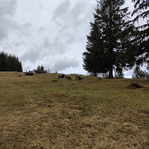 Jana F na vrcholu Polana (31.3.2023 13:42)