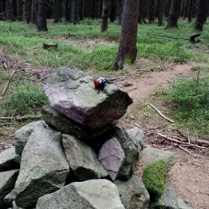 Jiřina on the summit of Suchý kopec (19.4.2026 9:44)