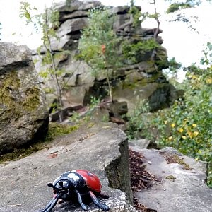 Jiřina na vrcholu Hradisko (31.7.2022 11:05)