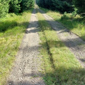Mykas na vrcholu Uhlířský vrch (4.9.2025 15:34)