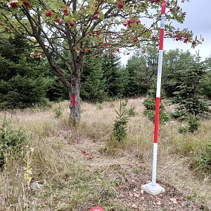 Nojby na vrcholu Kamenný vrch (9.9.2022 17:35)