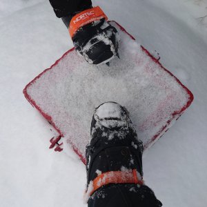 Nojby na vrcholu Jelení hora (15.2.2025 11:45)