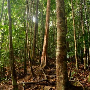 ThrasherVojti na vrcholu Bukit Terisek (20.5.2018 0:00)